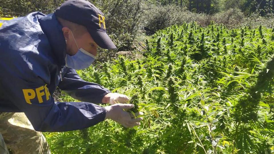 Plantaciones Marihuana Córdoba 20210311