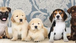 0311_perros