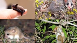 La masa corporal promedio de los mamíferos se reducirá un 25% en el próximo siglo.