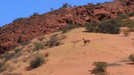 Los tres cazadores fueron pescados in fraganti mientras perseguían a un guanaco adulto.