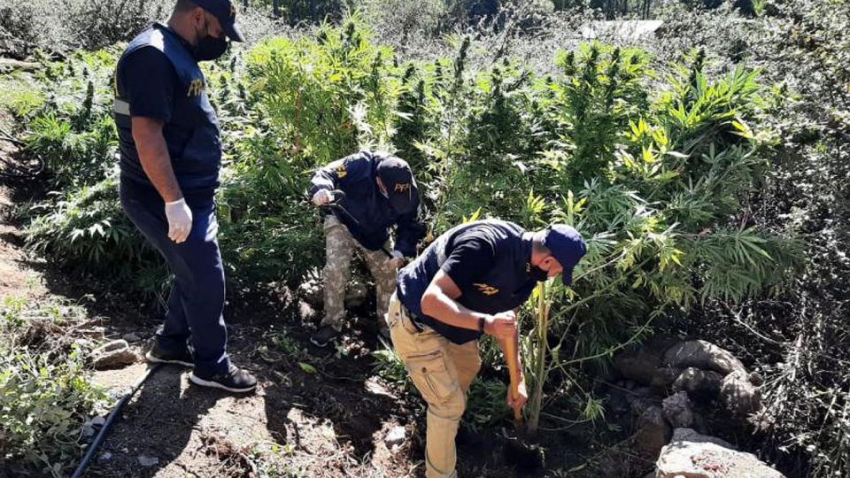 Plantaciones de Marihuana en Córdoba