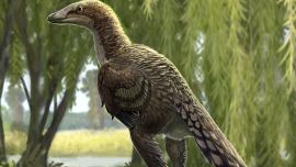 Dinosaurio alado encontrado en España.