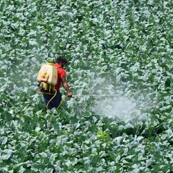 Un agricultor rocía pesticida sobre el cultivo en un campo en Nueva Delhi. | Foto:Money Sharma / AFP