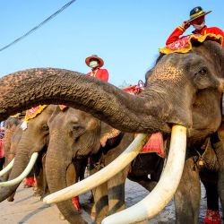 Mahout monta sus elefantes vestidos para conmemorar el Día Nacional del Elefante en el Elephant Royal Kraal Village en Ayutthaya. | Foto:Mladen Antonov / AFP