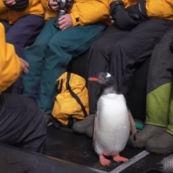 El curioso hecho tuvo lugar entre los icebergs ubicados en el estrecho de Gerlache, en la Antártida.