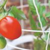 Cultivar tomates  en casa