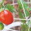 Cultivar tomates en casa