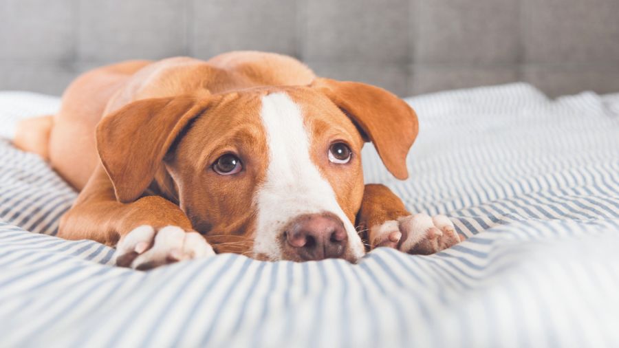 Consejos para tratar la  gastroenteritis