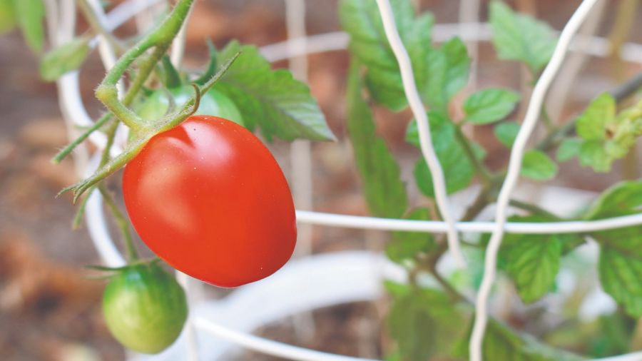 Cultivar tomates  en casa