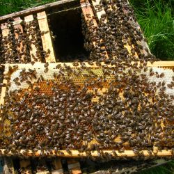 Una cuarta parte de las 20 mil especies de abejas conocidas no aparecen en los registros públicos desde la década de 1990.