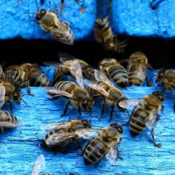 Las poblaciones de las abejas silvestres en su conjunto vienen disminuyendo en abundancia.