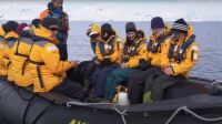 Milagro: un pingüino se escapó de unas orcas asesinas en la Antártida