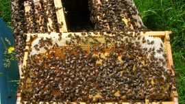 Una cuarta parte de las 20 mil especies de abejas conocidas no aparecen en los registros públicos desde la década de 1990.