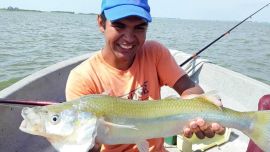 El pejerrey se tentó con un generoso filet de dientudo.