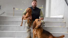 Existen diferentes perros entrenados según el tipo de búsqueda.