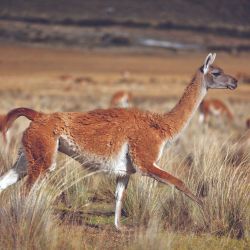 La diversidad y libertad de la naturaleza no dejó de sorprendernos a lo largo de todo el camino, tanto por aire como por tierra.