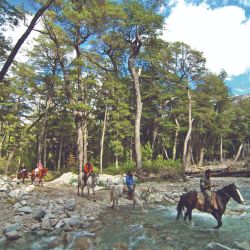 El Bosque de Arrayanes en bicicleta y soledad. 