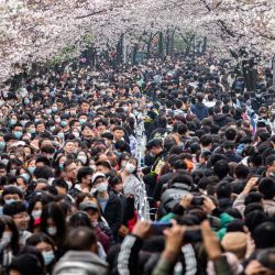 Esta foto muestra a personas viendo flores de cerezo en Nanjing, en la provincia oriental de Jiangsu, en China. | Foto:STR / AFP