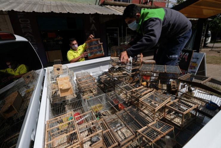 La Brigada de Control Ambiental decomisó 63 aves vivas en Pilar