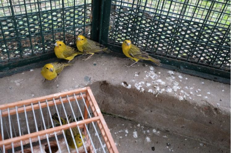 La Brigada de Control Ambiental decomisó 63 aves vivas en Pilar