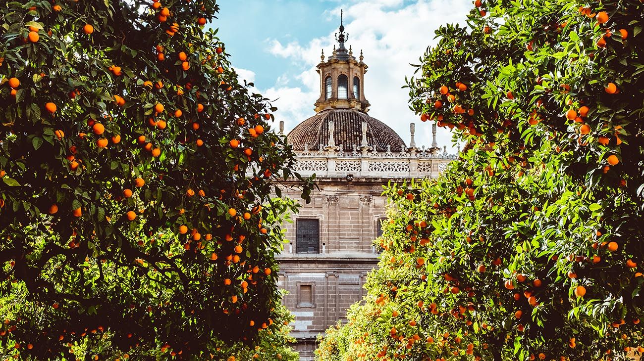  árboles de naranja en la vía pública y de energía que se fabrica a partir de los naranjos