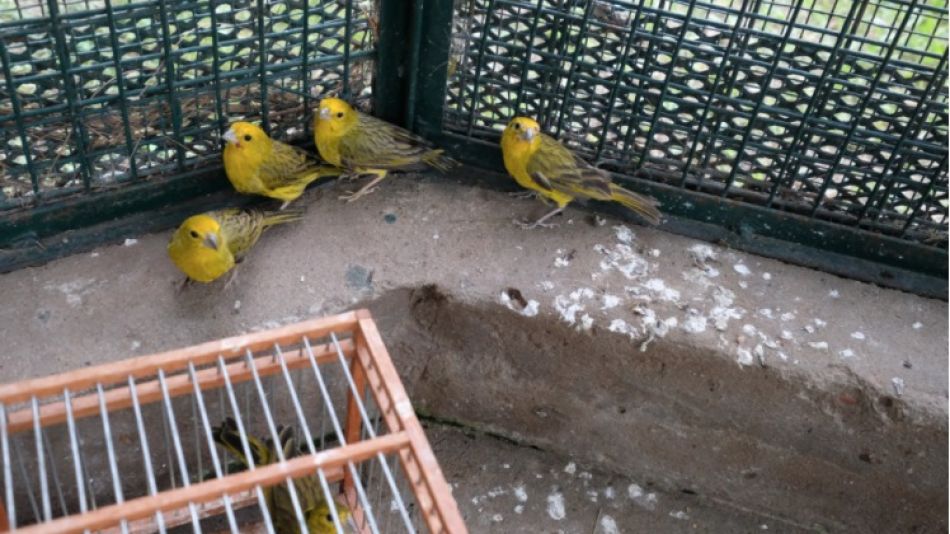 Decomiso de aves en forrajería de Villa Rosa, Pilar