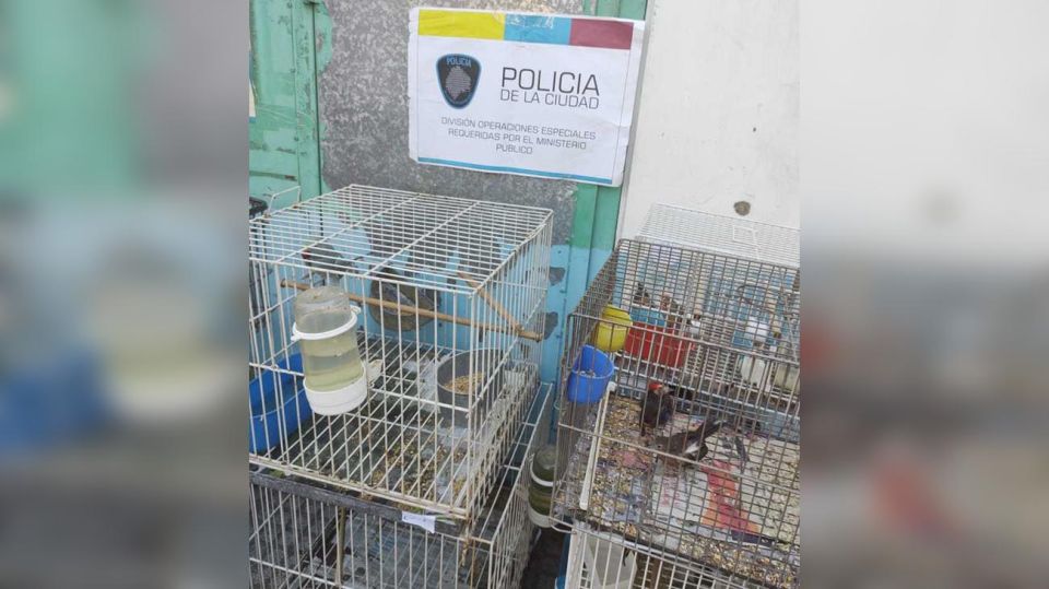 Rescate de aves en criadero ilegal en Liniers. 20210325