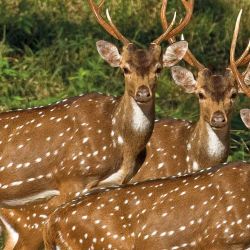 El ciervo axis es una especie introducida que se adaptó y compite por el hábitat y el alimento del venado de las pampas, al punto de llevar a esta especie casi a su extinción.