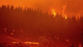 Los especialistas apuntan a poner el foco en el control de esta especie vegetal foránea.