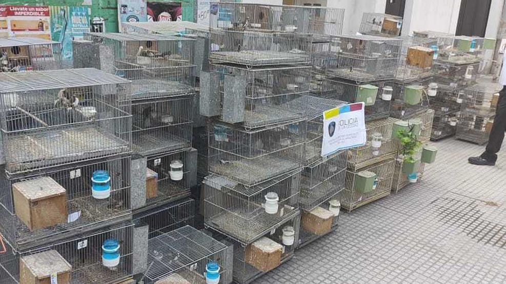 Rescate de aves en criadero ilegal en Liniers. 20210325