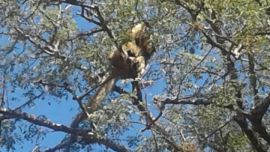 Los monos carayá o aulladores fueron vistos en la zona del acceso Oeste de Posadas, Misiones.