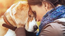 Son varios los indicios que nos advierten sobre la inminente partida de nuestros fieles amigos.