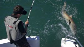 Los tiburones siempre implican una ardua prueba para cualquier pescador.