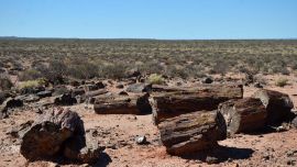 El bosque está ubicado a 155 kilómetros de Neuquén capital