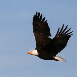 El águila calva es la mascota de Estados Unidos.