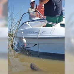  Las aguas turbias exigieron perfeccionar la técnica, y, en algunos casos, hasta hubo que bajarse del bote para acercar la captura.