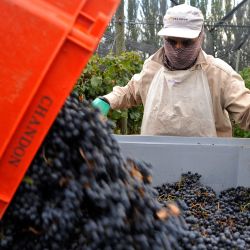 Trabajadores cosechan uvas Malbec en la finca Los Cerezos de la bodega Chandon Terrazas de los Andes en Las Compuertas, departamento de Luján de Cuyo, provincia de Mendoza. | Foto:Andres Larrovere / AFP