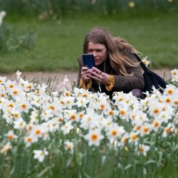 Una mujer toma una fotografía de narcisos en Green Park en el centro de Londres. | Foto:Tolga Akmen / AFP