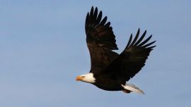 El águila calva es la mascota de Estados Unidos.