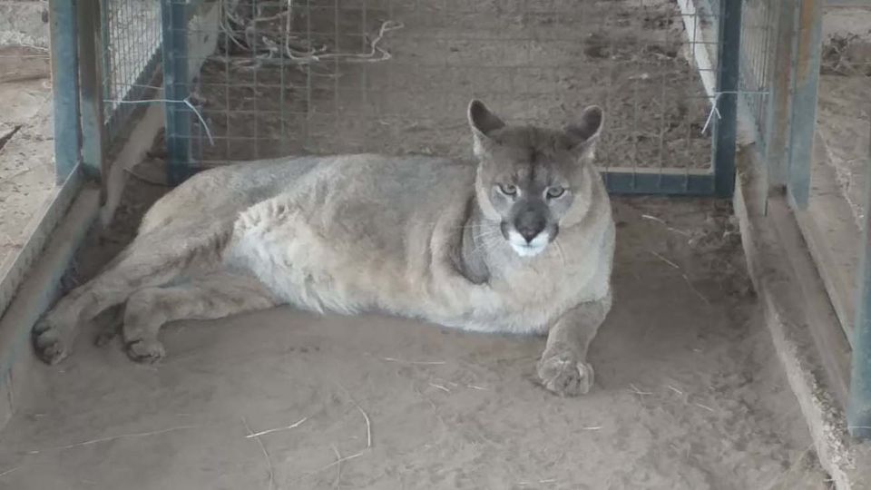 La puma Unelén-20210331