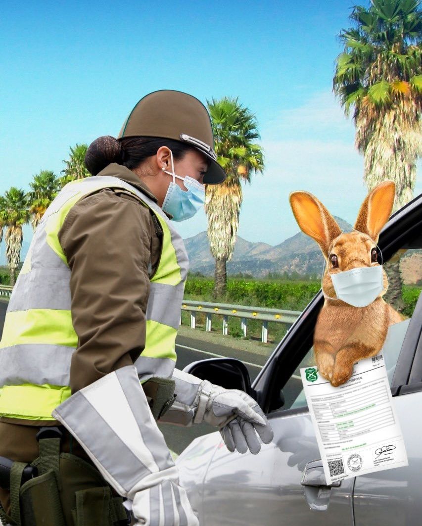 Carabineros de Chile granted the Easter Bunny a safe-conduct.