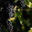2021 was record year for Argentine wine exports, says Foreign Ministry