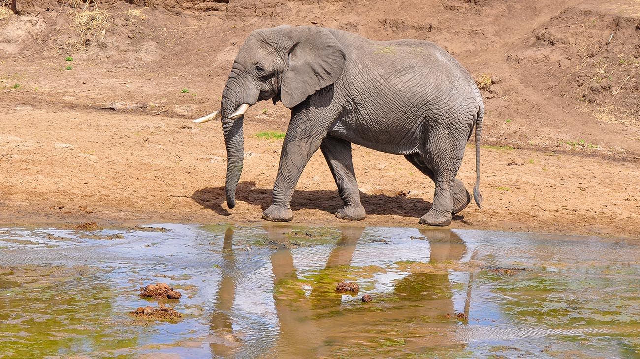 el hombre primitivo fue un superdepredador y comió sólo grandes animales durante 2 millones de años