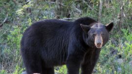 Según los especialistas, la enfermedad que aqueja a los osos negros se parece a la enfermedad de desgaste crónico.