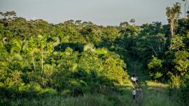 Los actuales bosques tropicales son el resultado de la extinción masiva que tuvo lugar a finales del período Cretácico.