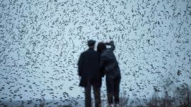 Esta foto muestra a personas observando aves migratorias en un humedal cerca del río Yalu en Dandong, en la provincia nororiental china de Liaoning.
