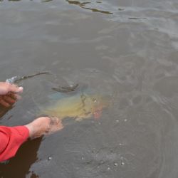 Pescadores deportivos, así tienen que devolver el pez a su hábitat.