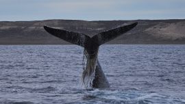 Ballena franca austral.
