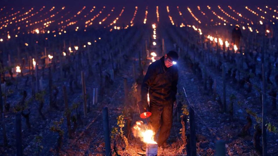 viñedos de Borgoña 20210408