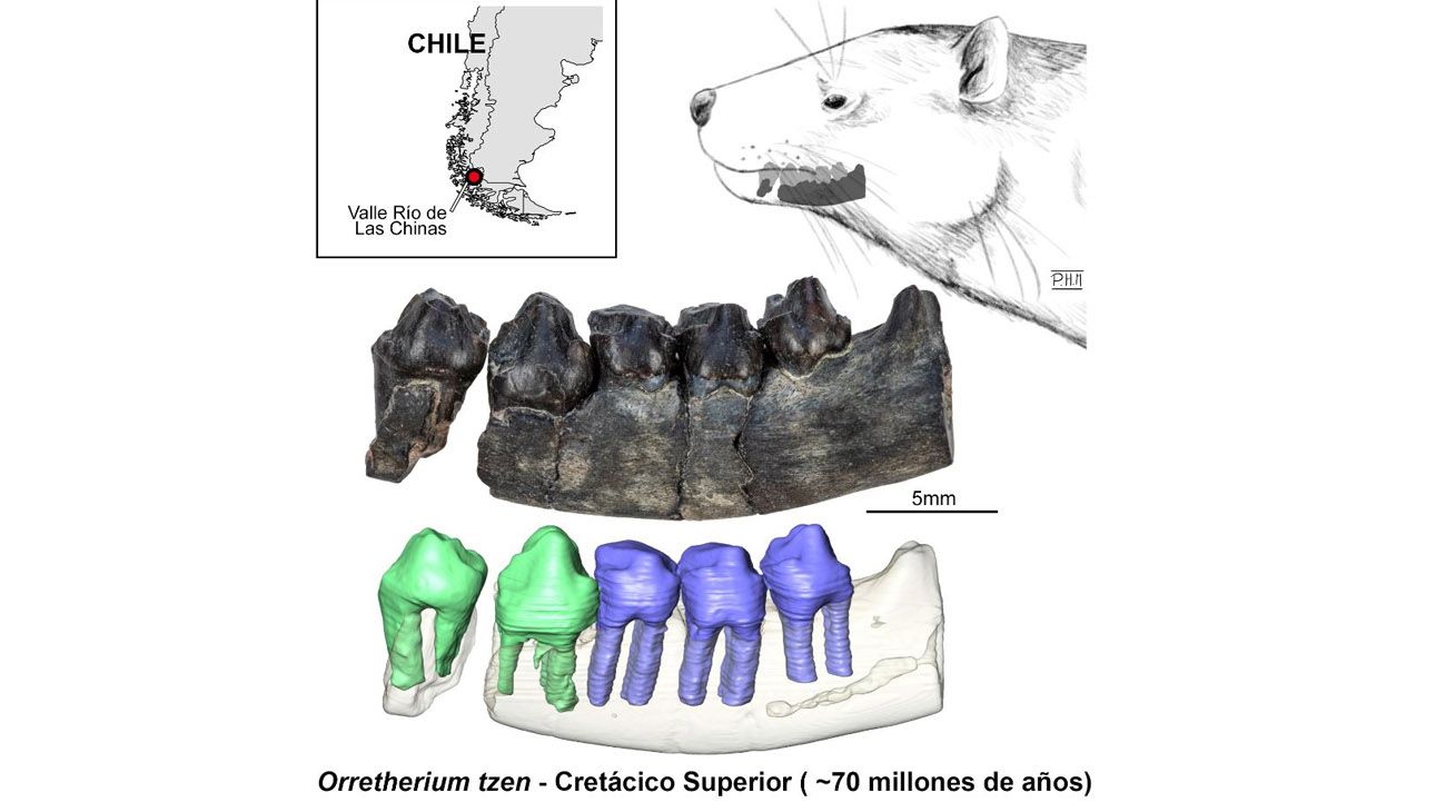 Orretherium tzen